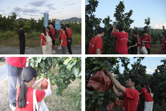 百家乐
:深入走访调研 青春力量助力乡村振兴_fororder_图片8